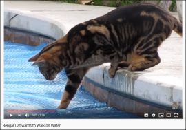 【YouTube厳選猫動画】猫ちゃんが“水上ウォーク”チャレンジするも……