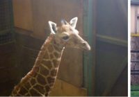 『羽村市動物公園』でアミメキリンの赤ちゃんの愛称募集中！名付け親になってあげよう！！