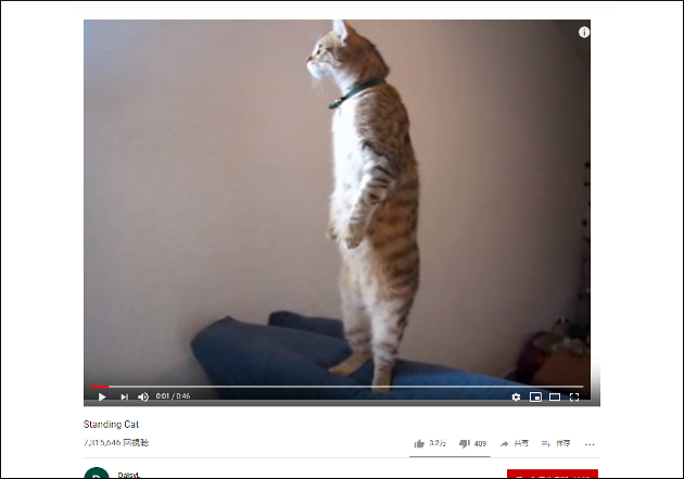 一体何を見ているの……？ 直立不動で1点を見つめ続ける猫「モンハンのアイルーかな？」【YouTube厳選猫動画】の画像1