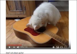 「ギターなら任せるにゃん♪」 歯で器用にギターを演奏するカントリー猫【YouTube厳選猫動画】
