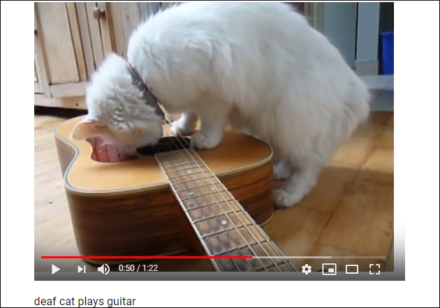「ギターなら任せるにゃん♪」 歯で器用にギターを演奏するカントリー猫【YouTube厳選猫動画】の画像2