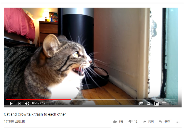 「にゃんだ、やんのか……？」 カラスにバチバチの猫ちゃん【YouTube厳選猫動画】の画像1