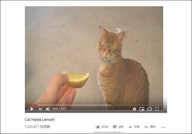 つい嗅いでしまうにゃ……レモンの匂いに反応しちゃう猫【YouTube厳選猫動画】の画像1