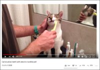 歯磨きが大好きな猫ちゃん、ご主人様にしっかり歯をキレイにしてもらう【YouTube厳選猫動画】