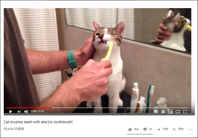 歯磨きが大好きな猫ちゃん、ご主人様にしっかり歯をキレイにしてもらう【YouTube厳選猫動画】の画像1