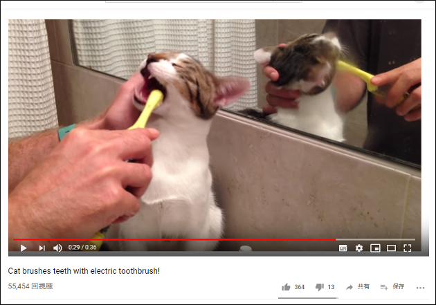 歯磨きが大好きな猫ちゃん、ご主人様にしっかり歯をキレイにしてもらう【YouTube厳選猫動画】の画像2
