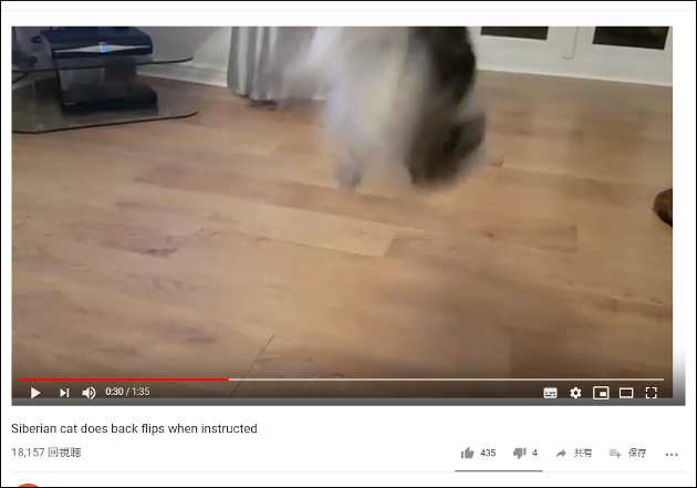 「グルン！」「スタッ」 バク宙をキメる猫がかっこよすぎィ！【YouTube厳選猫動画】の画像2