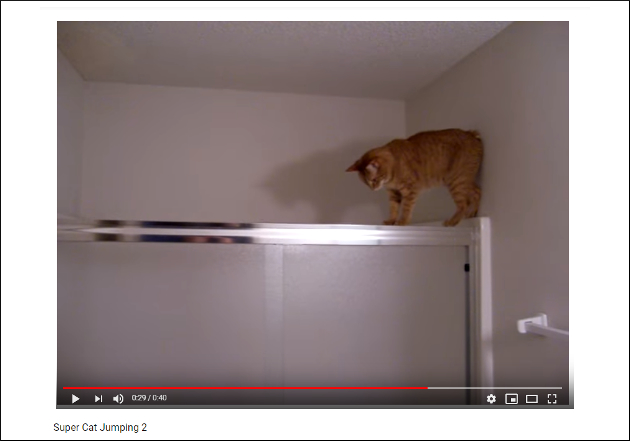 忍者みたいに登る猫参上！ ……ただし降りることはできなかった【YouTube厳選猫動画】の画像1