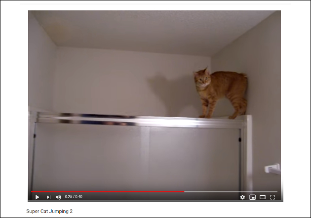 忍者みたいに登る猫参上！ ……ただし降りることはできなかった【YouTube厳選猫動画】の画像2