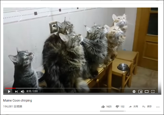 なにこれこわい……ず～っと同じ場所を見つめ続ける猫たち【YouTube厳選猫動画】の画像1
