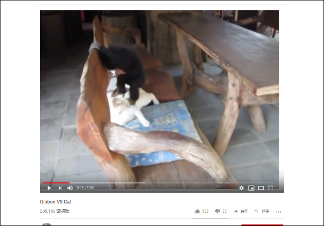 これは殴られても仕方ない……しつこいサルに猫パンチが炸裂【YouTube厳選猫動画】の画像1