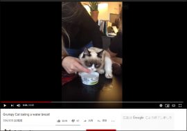 【YouTube厳選猫動画】自分で水すら飲めないの!? 　ハイパーめんどくさがり屋な猫