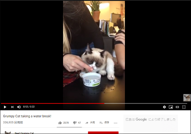 【YouTube厳選猫動画】自分で水すら飲めないの!? 　ハイパーめんどくさがり屋な猫の画像2