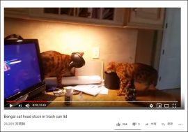 【YouTube厳選猫動画】ゴミ箱のフタが顔にハマっちゃった猫が不憫……「た、助けてにゃ……」