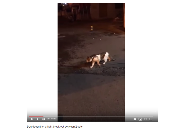 【YouTube厳選猫動画】猫同士の大喧嘩勃発!? ……と思いきや予想外な展開にの画像1