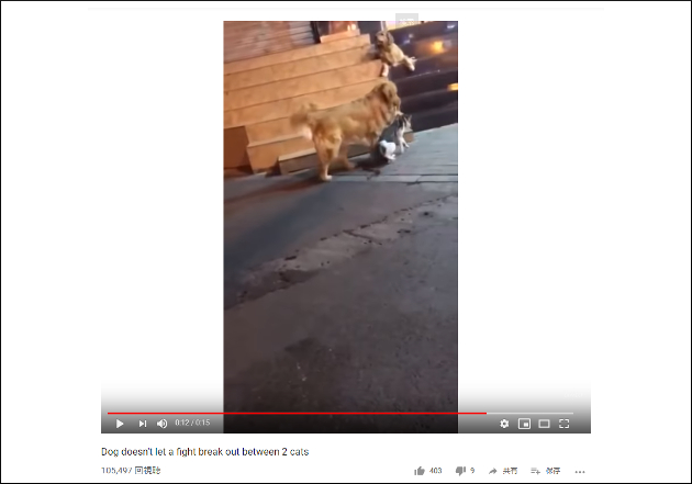【YouTube厳選猫動画】猫同士の大喧嘩勃発!? ……と思いきや予想外な展開にの画像2