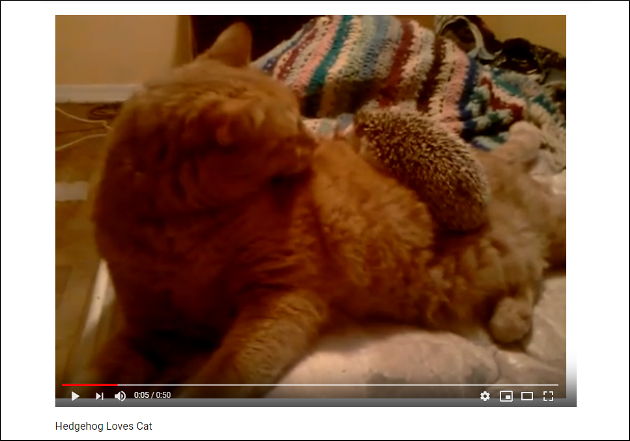 【YouTube厳選猫動画】どうしても離れたくない！ ハリネズミに愛される猫の画像1