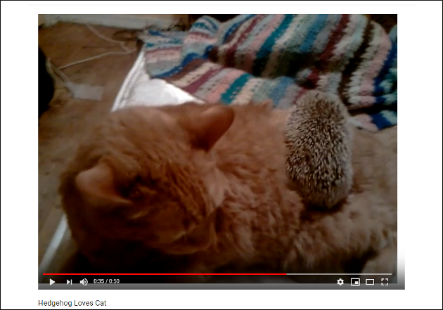 【YouTube厳選猫動画】どうしても離れたくない！ ハリネズミに愛される猫の画像2