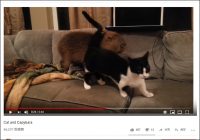【YouTube厳選猫動画】実はとっても仲良し!? カピバラ君と猫ちゃんの戯れが微笑ましい……！