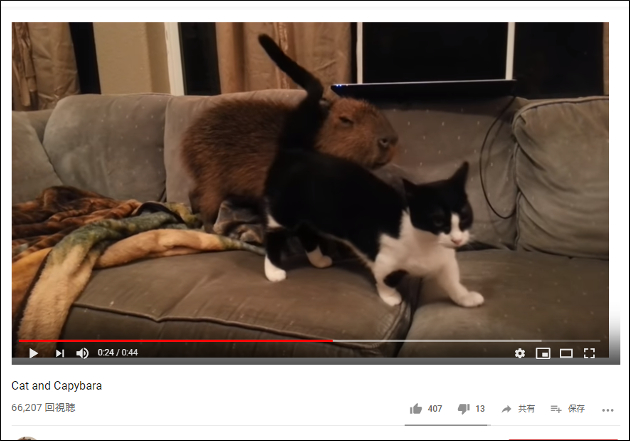 【YouTube厳選猫動画】実はとっても仲良し!? カピバラ君と猫ちゃんの戯れが微笑ましい……！の画像1