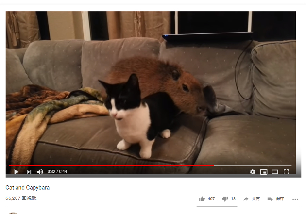 【YouTube厳選猫動画】実はとっても仲良し!? カピバラ君と猫ちゃんの戯れが微笑ましい……！の画像2