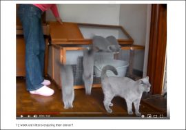 【YouTube厳選猫動画】「ごはんちょうだい！」 お腹が空いてわらわらと集まる子猫がキュートすぎ