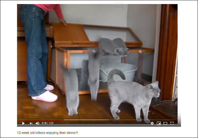 【YouTube厳選猫動画】「ごはんちょうだい！」 お腹が空いてわらわらと集まる子猫がキュートすぎの画像1