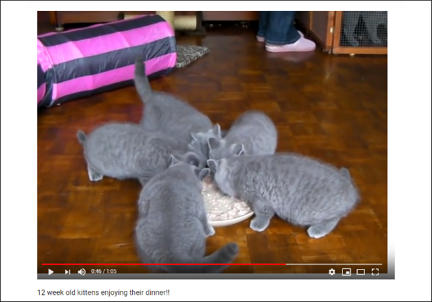 【YouTube厳選猫動画】「ごはんちょうだい！」 お腹が空いてわらわらと集まる子猫がキュートすぎの画像2