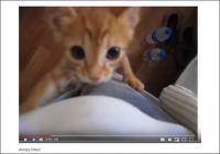 【YouTube厳選猫動画】やっぱり子どもって元気……“暴走”レベルで遊びまわる子猫