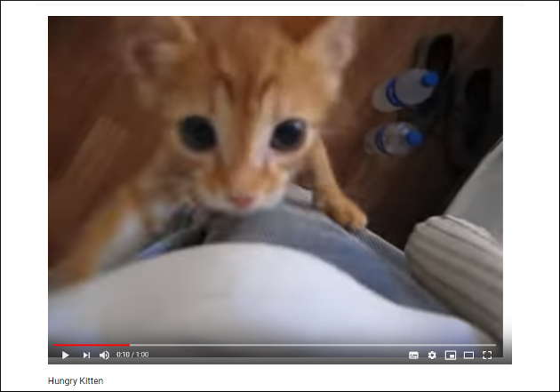 【YouTube厳選猫動画】やっぱり子どもって元気……暴走レベルで遊びまわる子猫の画像1