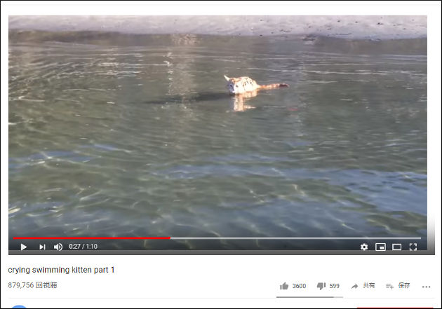 【YouTube厳選猫動画】犬かきならぬ猫かきを披露!? 呼ばれたら泳いできてくれる猫ちゃんの画像1