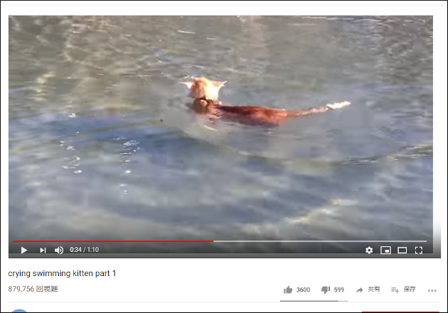 【YouTube厳選猫動画】犬かきならぬ猫かきを披露!? 呼ばれたら泳いできてくれる猫ちゃんの画像2