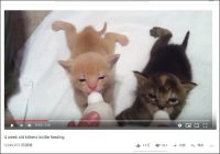【YouTube厳選猫動画】ミルクをがぶ飲みする子猫に母性本能がくすぐられる……！