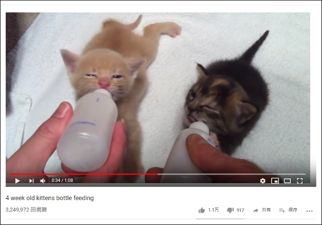 【YouTube厳選猫動画】ミルクをがぶ飲みする子猫に母性本能がくすぐられる……！の画像2