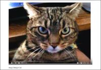 【YouTube厳選猫動画】怒ってるの？ 気持ちいいの!?　ブチギレ状態でナデナデされる猫