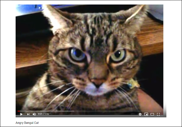 【YouTube厳選猫動画】怒ってるの？ 気持ちいいの!?　ブチギレ状態でナデナデされる猫の画像1