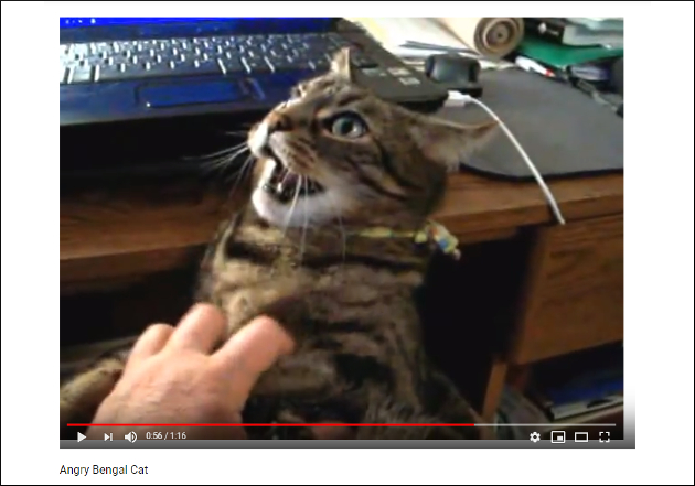 【YouTube厳選猫動画】怒ってるの？ 気持ちいいの!?　ブチギレ状態でナデナデされる猫の画像2