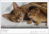 無償の愛に思わずほっこり……お母さん猫と子猫の添い寝【YouTube厳選猫動画】