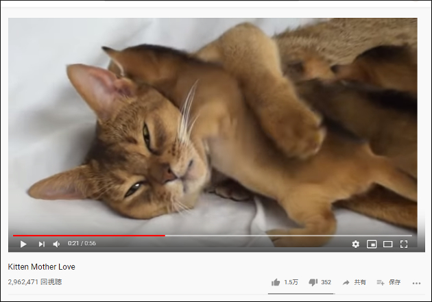 無償の愛に思わずほっこり……お母さん猫と子猫の添い寝【YouTube厳選猫動画】の画像2