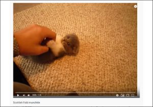 Youtube厳選猫動画 もはや何の生き物なの おデブすぎて猫に見えない猫 おたぽる