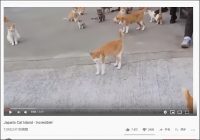 【YouTube厳選猫動画】人より猫が多い島？ 日本の青島が本当に猫だらけだった……