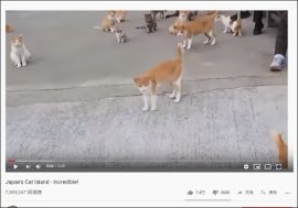 【YouTube厳選猫動画】人より猫が多い島？ 日本の青島が本当に猫だらけだった……