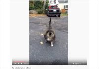 【YouTube厳選猫動画】もはや何の生き物なの!?　おデブすぎて猫に見えない猫