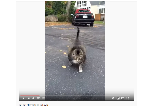 【YouTube厳選猫動画】もはや何の生き物なの!?　おデブすぎて猫に見えない猫の画像1
