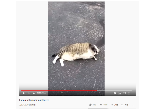 【YouTube厳選猫動画】もはや何の生き物なの!?　おデブすぎて猫に見えない猫の画像2
