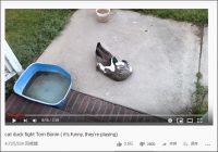 【YouTube厳選猫動画】猫と鴨が遊ぶ“珍光景”  力の差は五分五分の模様……