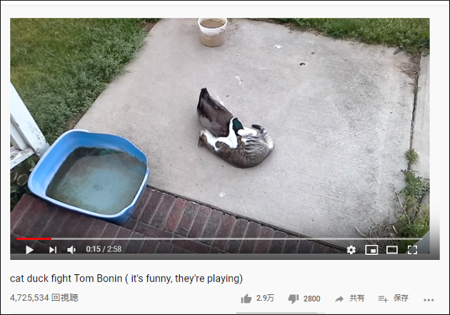 【YouTube厳選猫動画】猫と鴨が遊ぶ珍光景  力の差は五分五分の模様……の画像1