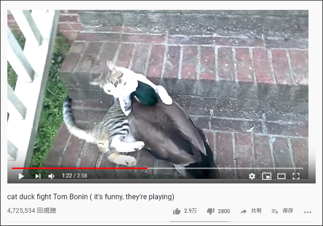 【YouTube厳選猫動画】猫と鴨が遊ぶ珍光景  力の差は五分五分の模様……の画像2