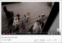 【YouTube厳選猫動画】ご飯がもらえればそれでいい!?　現金な猫ちゃんたち