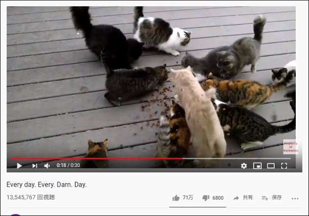 【YouTube厳選猫動画】ご飯がもらえればそれでいい!?　現金な猫ちゃんたちの画像2